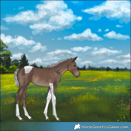 Horse Color:Silver Black Tobiano 