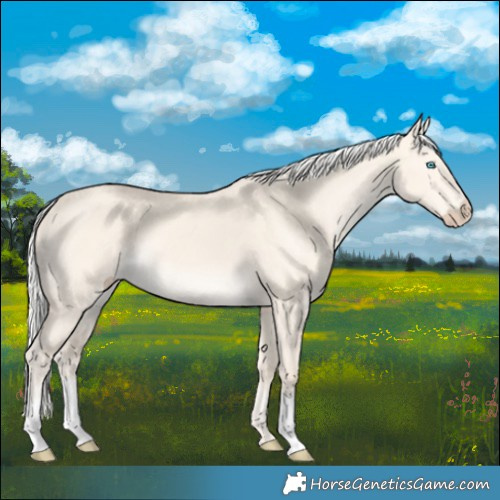 Horse Color:Silver Perlino Dun 