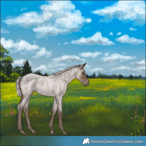 Horse Color:Silver Blue Roan 