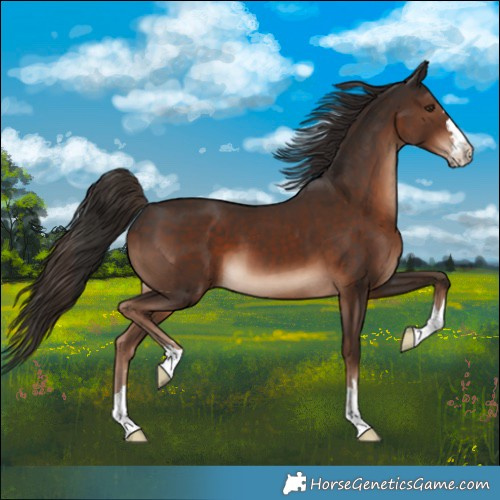 Horse Color:Liver Chestnut