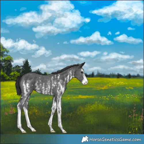 Horse Color:Black Sabino