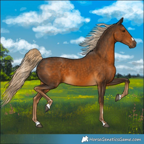 Horse Color:Chocolate Palomino 