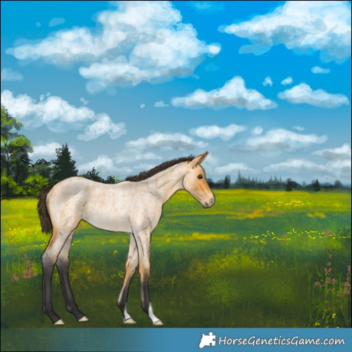 Horse Color:Buckskin Roan Rabicano