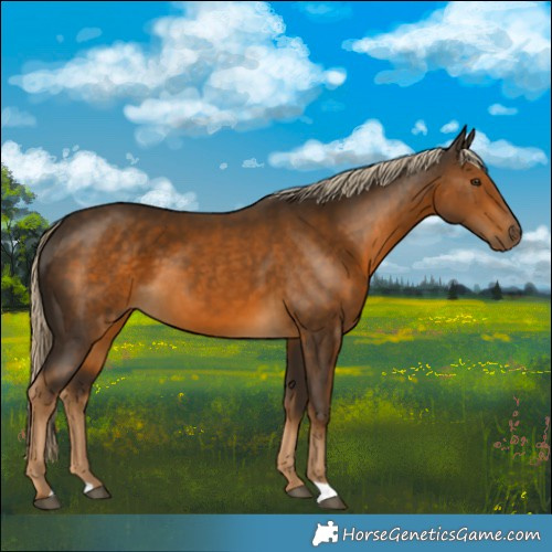 Horse Color:Chocolate Palomino 