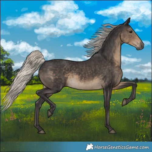 Horse Color:Silver Smoky Black 