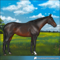 Horse Color:Brown 