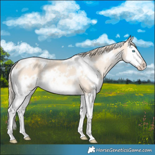 Horse Color:White Spotted Perlino Splash 