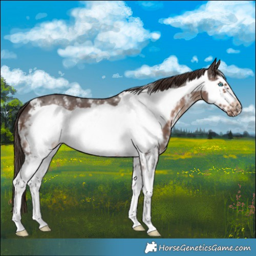 Horse Color:Liver Chestnut Sabino Frame 