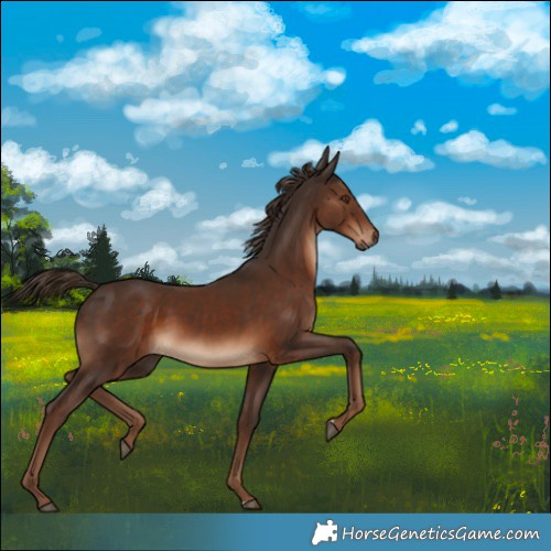 Horse Color:Liver Chestnut