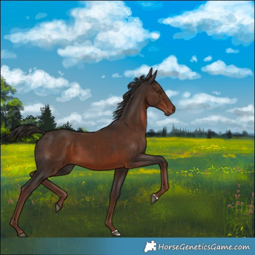 Horse Color:Liver Chestnut