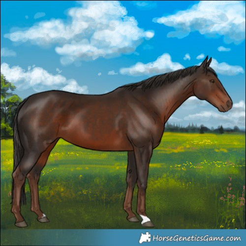 Horse Color:Liver Chestnut 