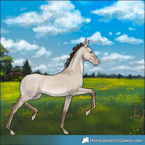 Horse Color:Classic Champagne Dun