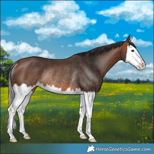 Horse Color:Bay Splash Rabicano 