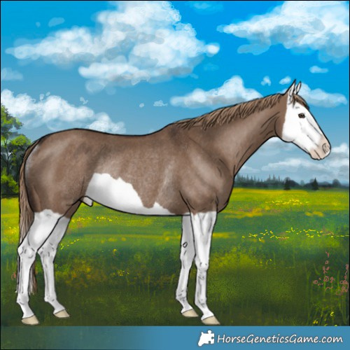 Horse Color:Liver Red Dun Splash Rabicano 