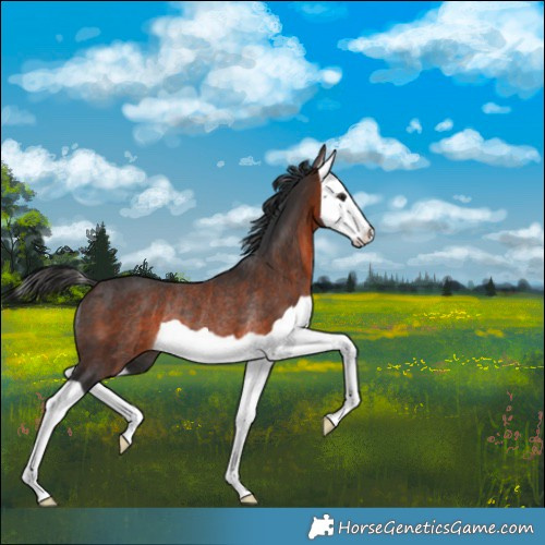 Horse Color:Brown Splash Rabicano