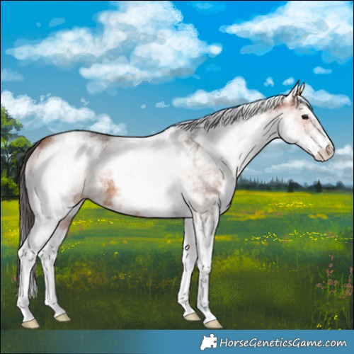 Horse Color:White Spotted Bay Rabicano 