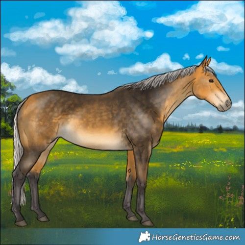 Horse Color:Silver Buckskin 