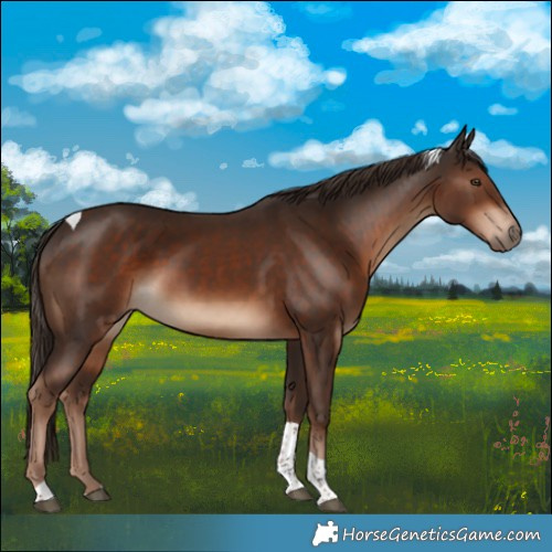 Horse Color:Liver Chestnut Tobiano