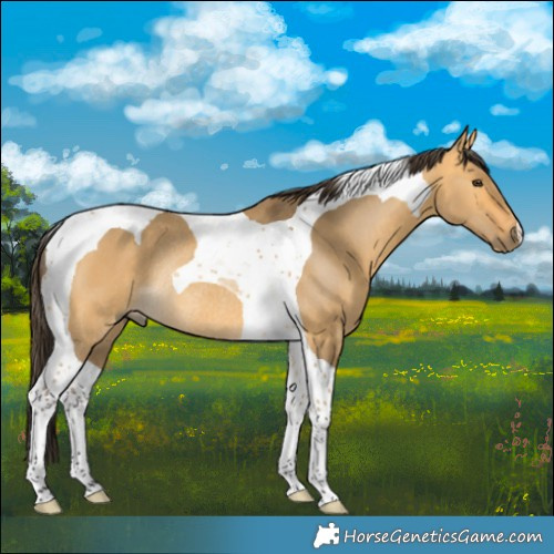 Horse Color:Buckskin Dun Tobiano Rabicano