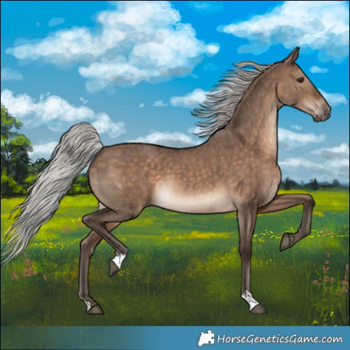 Horse Color:Silver Brown Dun