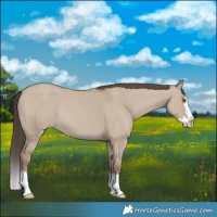 Horse Color:Classic Champagne Dun Splash 