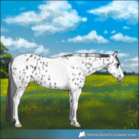 Horse Color:Black Tobiano Near Leopard 