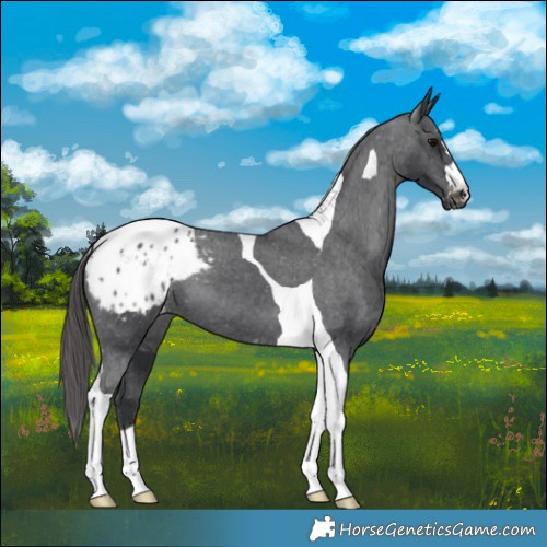 Horse Color:Black Tobiano Appaloosa 