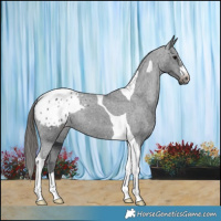 Horse Color:Black Tobiano Appaloosa 