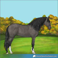 Horse Color:Grullo Varnish Brindle 