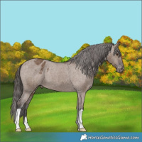Horse Color:Liver Red Dun Appaloosa Brindle 