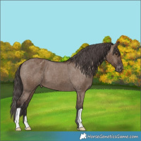 Horse Color:Liver Red Dun Appaloosa Brindle 