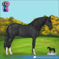 Horse Color:Black 