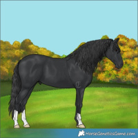 Horse Color:Black 