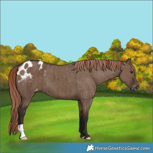 Horse Color:Liver Red Dun Appaloosa Brindle 
