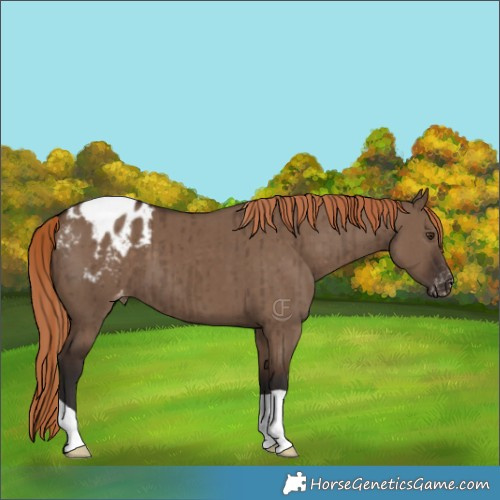 Horse Color:Liver Red Dun Varnish Brindle 