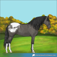 Horse Color:Grullo Appaloosa Brindle 