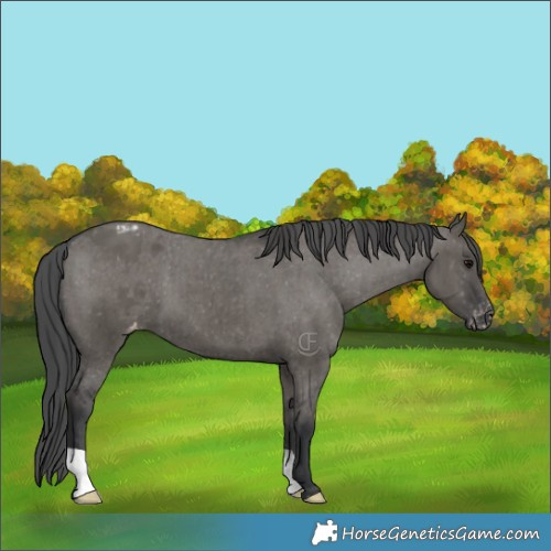 Horse Color:Grullo Appaloosa Brindle 
