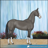 Horse Color:Grullo Splash 