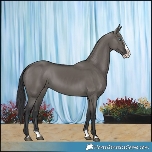 Horse Color:Grullo Splash 