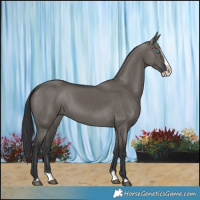 Horse Color:Grullo Splash 