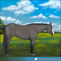 Horse Color:Grullo Splash 