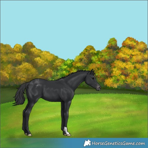 Horse Color:Black Appaloosa 