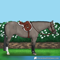 Horse Color:Grullo Brindle 