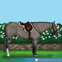 Horse Color:Grullo Brindle 