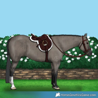 Horse Color:Grullo Brindle