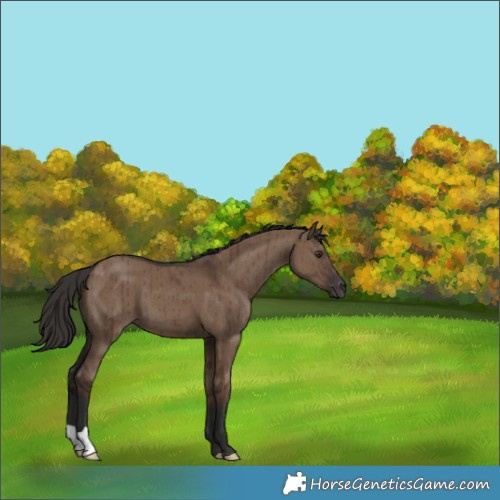 Horse Color:Liver Red Dun Brindle 