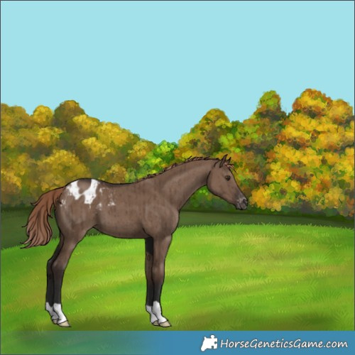 Horse Color:Liver Red Dun Appaloosa Brindle 