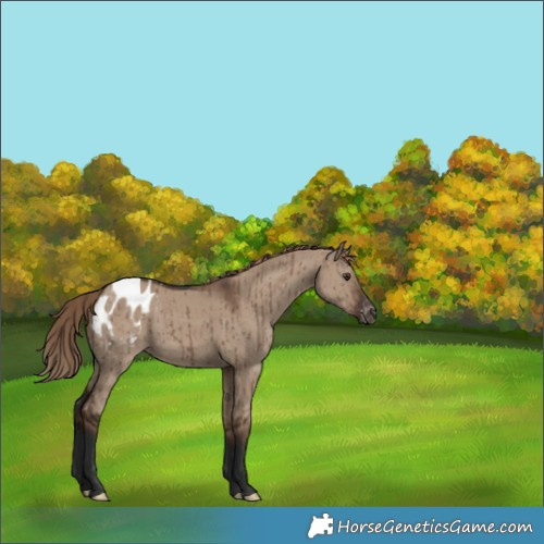 Horse Color:Liver Red Dun Appaloosa Brindle 