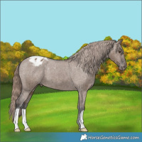 Horse Color:Liver Red Dun Appaloosa Brindle 