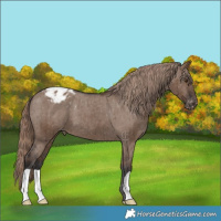 Horse Color:Liver Red Dun Appaloosa Brindle 